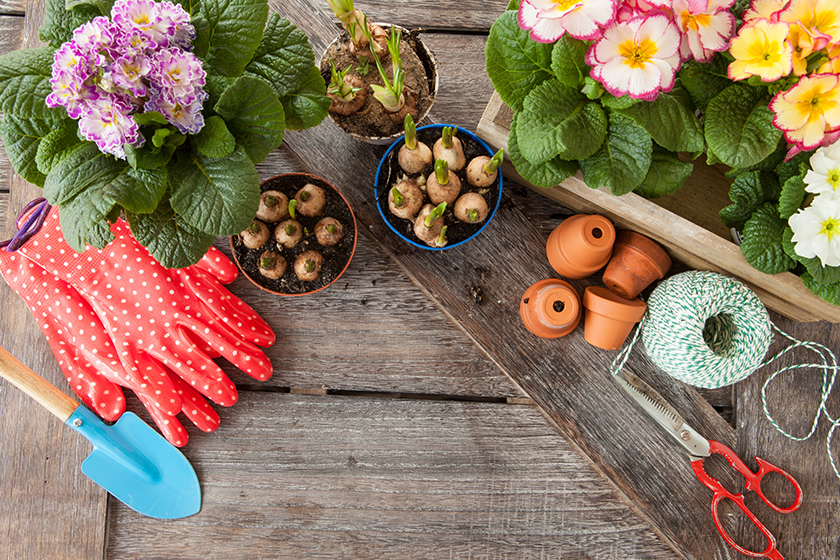 Fresh flowers for planting in spring