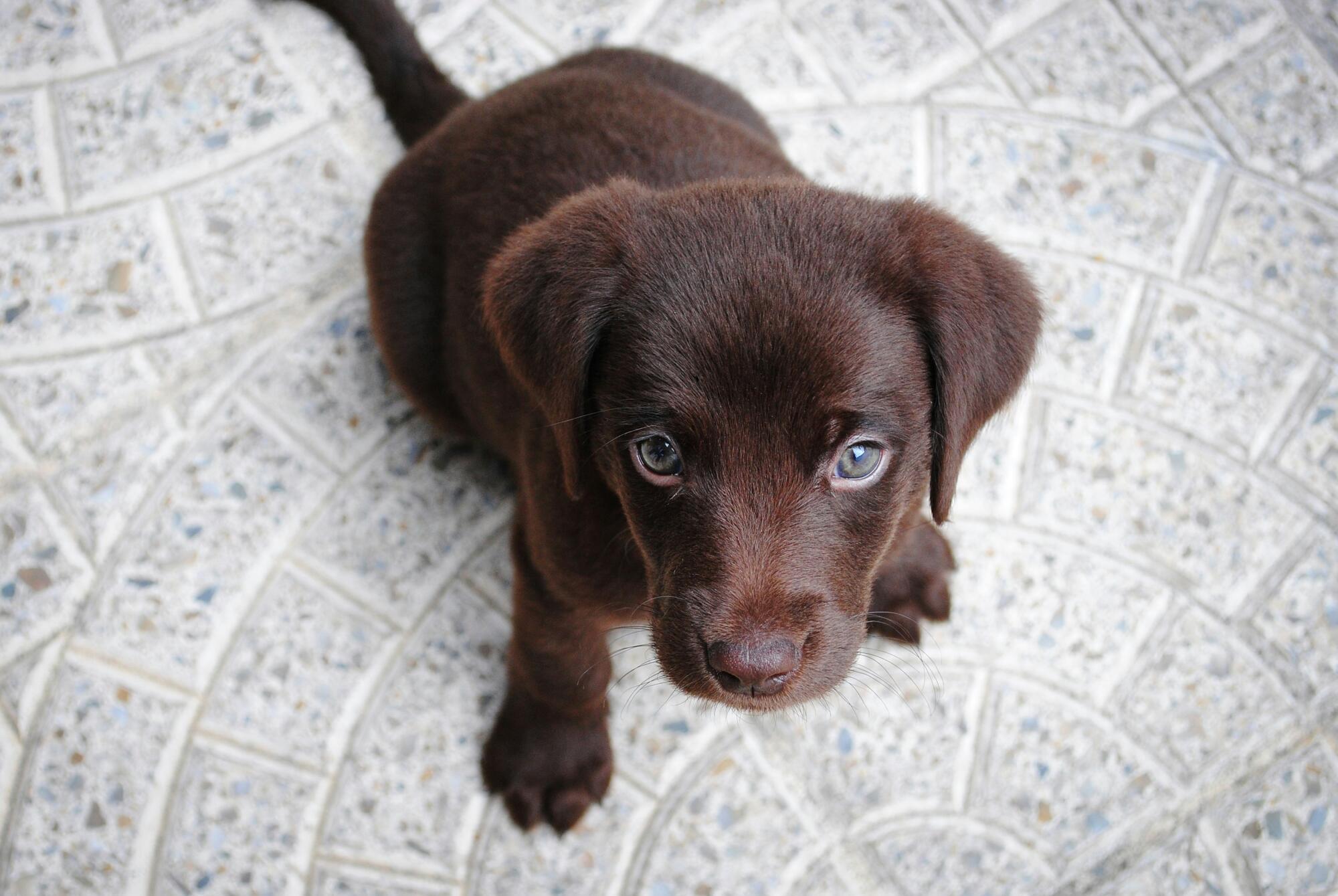 Pet Friendly Senior Living in Redding: A Lifestyle Choice
